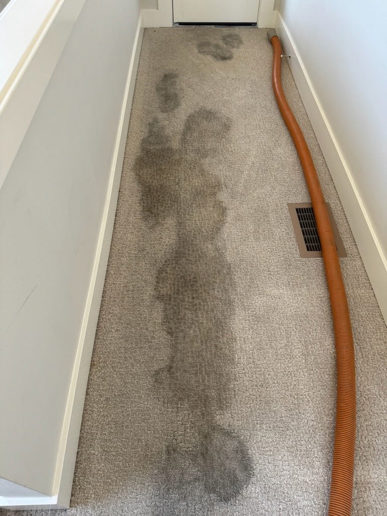 Restoring a dirty greasy carpet. Citrus Slam carpet stain remover, professional carpet cleaning chemical solution